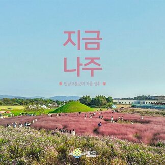 지금, 나주  반남고분군 사이 가을꽃길: