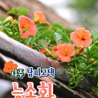 7월부터 9월까지 만날 수 있는 여름꽃, 나주 남파고택 능소화