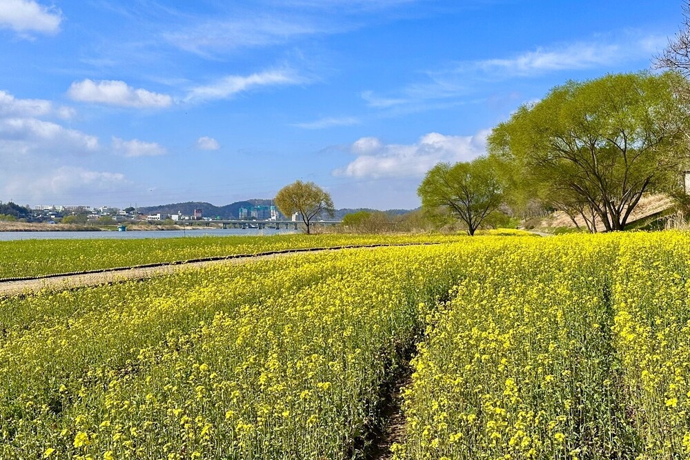 영산강 5ha 유채꽃 황금 물결, ‘2026 나주방문의 해’ 개막