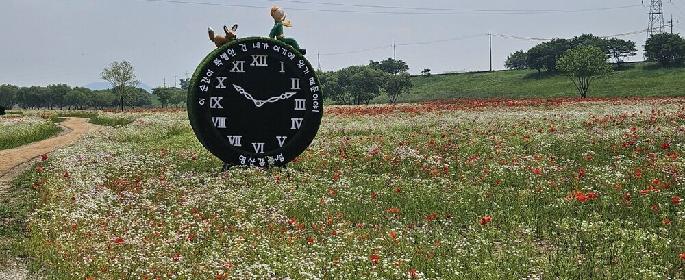 영산강 붉은 꽃물결 시네마틱…나주, 대규모 꽃양귀비 단지 조성