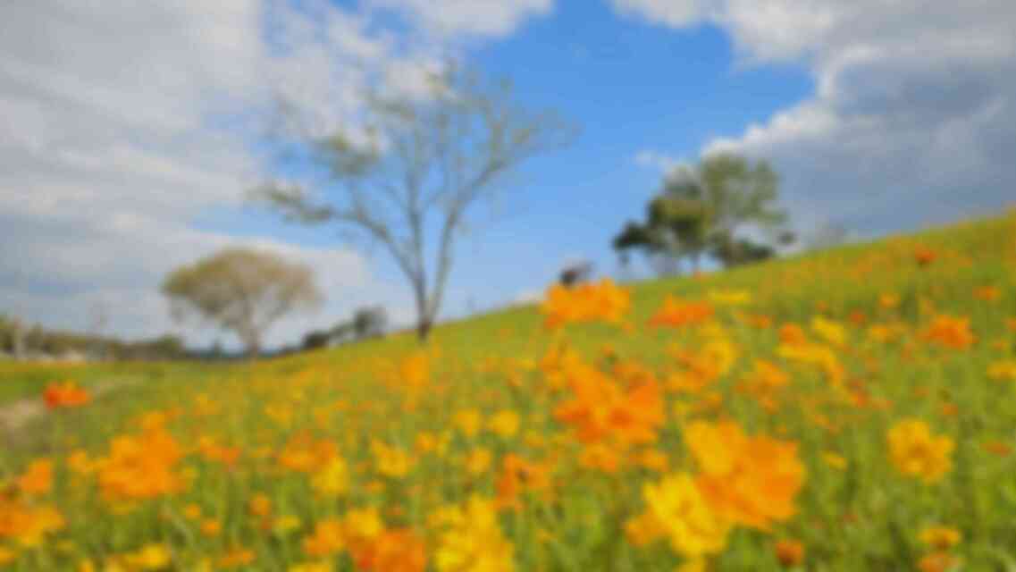 코스모스가 만개한 모습