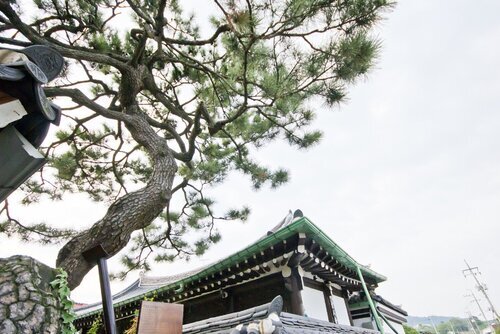 이로당과 소나무