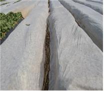 〈배추 부직포 피복〉