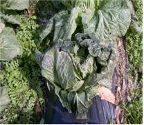 〈배추 동해 피해〉